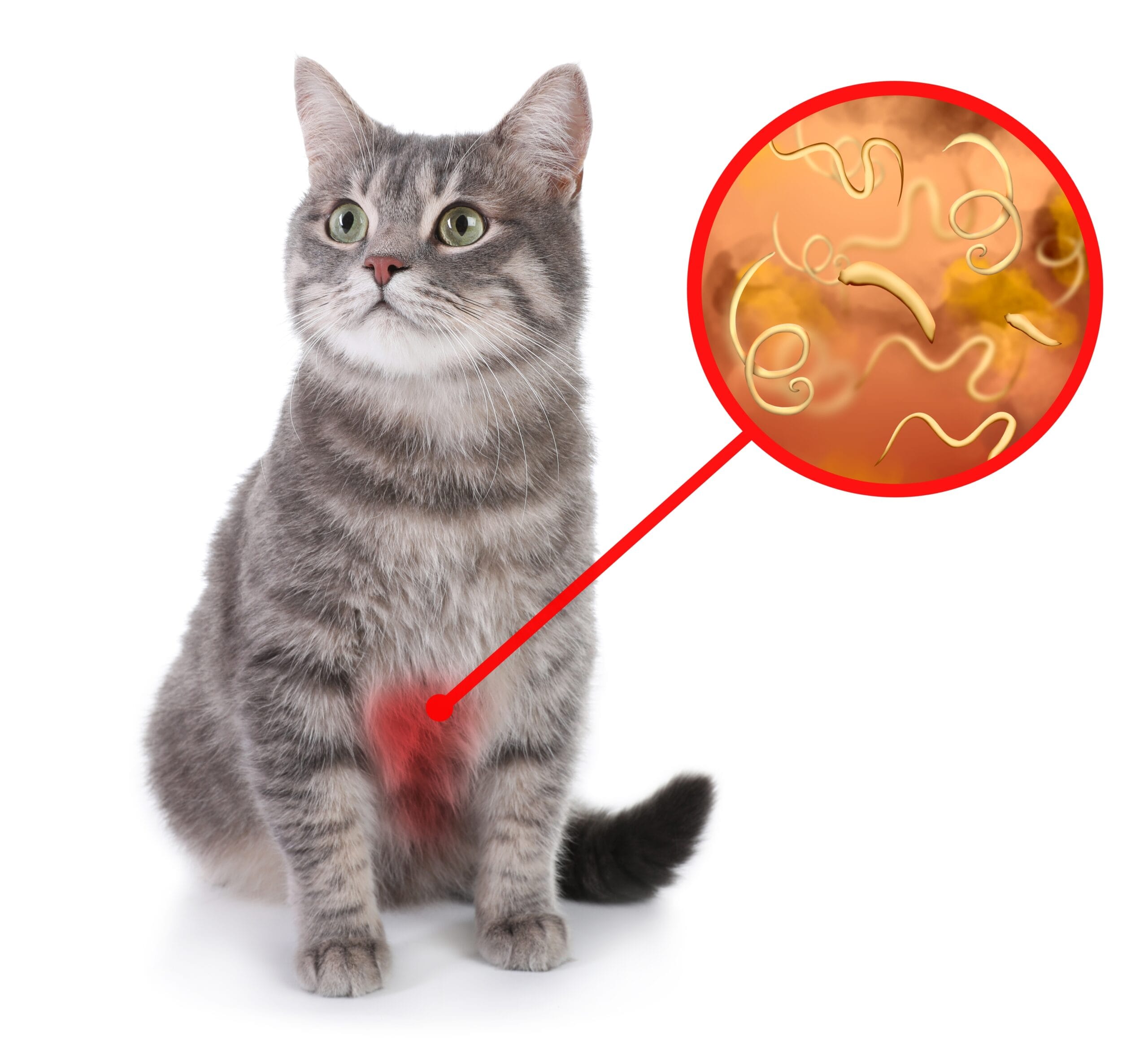 Tapeworms